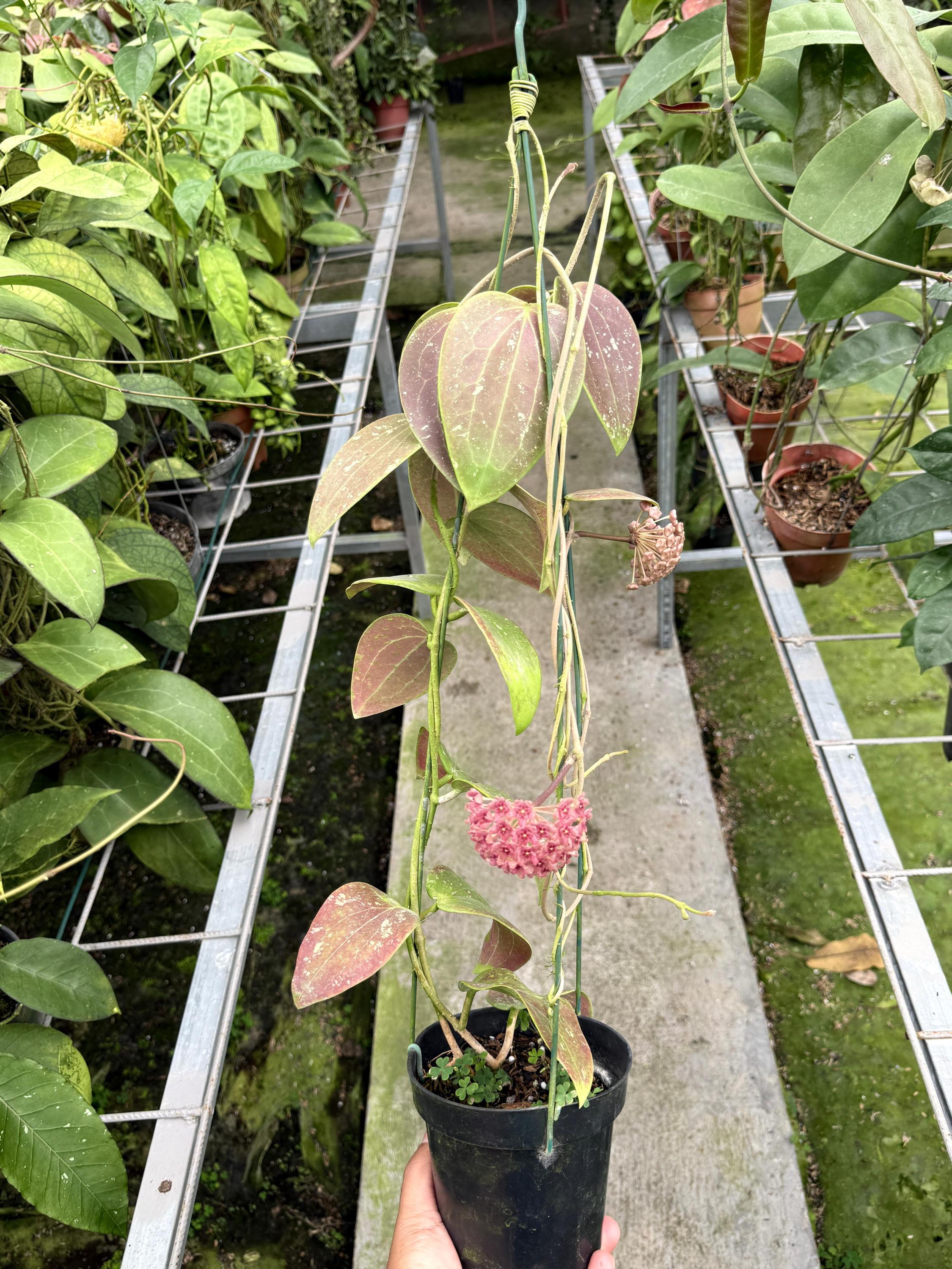 Hoya glabra - Etsy 日本