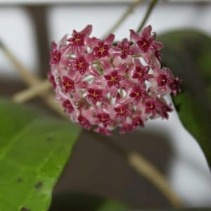 Peut inclure: Gros plan sur une grappe de petites fleurs roses en forme d'étoile avec des centres rouge foncé. Les fleurs sont densément regroupées, formant une boule. Des feuilles vertes sont visibles en arrière-plan, avec une mise au point douce.