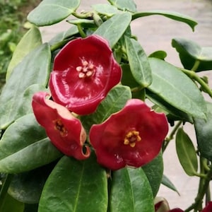 Peut inclure: Gros plan d'une plante avec des fleurs rouges vives et des feuilles vertes. Les fleurs ont une forme unique et un centre jaune. Les feuilles sont d'un vert profond, créant un contraste saisissant avec les fleurs rouges.