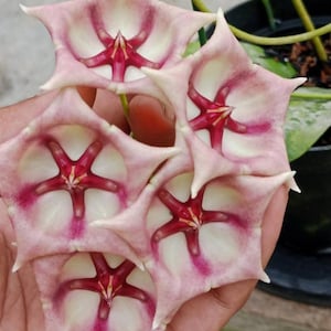 Hoya archboldiana - Etsy 日本