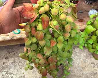 Hoya Nabawensis - Mother Plant / Lush Plant Rare