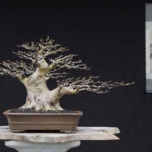 Può includere: Un albero bonsai maturo con un tronco spesso e strutturato e rami delicati e spogli. L'albero è in un vaso marrone rettangolare su un supporto in legno rustico. Un dipinto tradizionale su pergamena è sullo sfondo.
