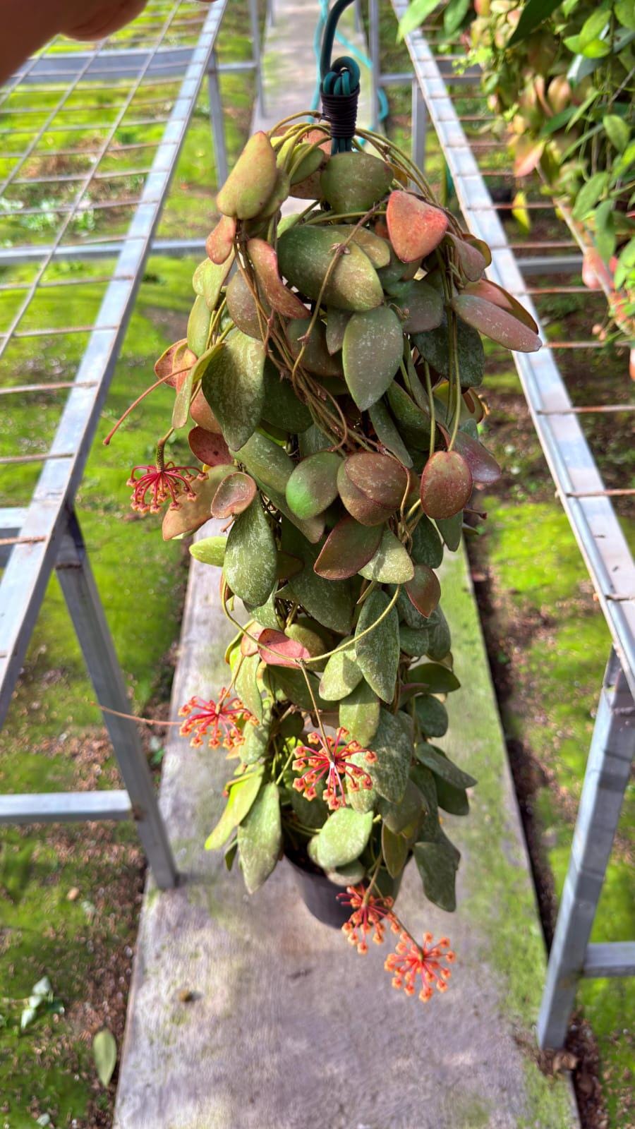 Hoya sigillatis - Etsy 日本