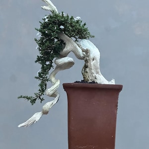 May include: A bonsai tree in a brown rectangular pot. The tree features a twisted, white trunk and branches, with green foliage and small white flowers. The background is a solid gray.