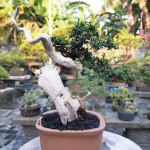 Tanuki Bonsai Tree - Etsy