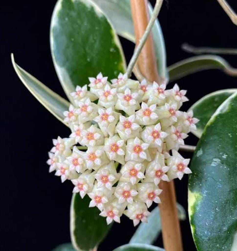 Hoya verticillata - Etsy 日本