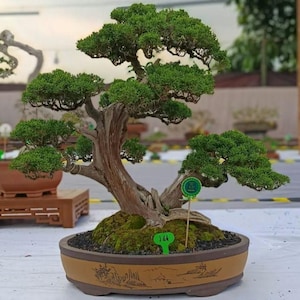 Juniperus Chinensis Bonsai-Baum {001} Tropische Pflanze, Nebari-Wurzelstil (MITTEL)