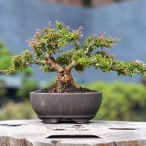 May include: A bonsai tree with a thick, textured brown trunk and green leaves featuring small purple flowers. The tree is planted in a dark gray, oval-shaped ceramic pot with a smooth finish and small feet, filled with dark soil.