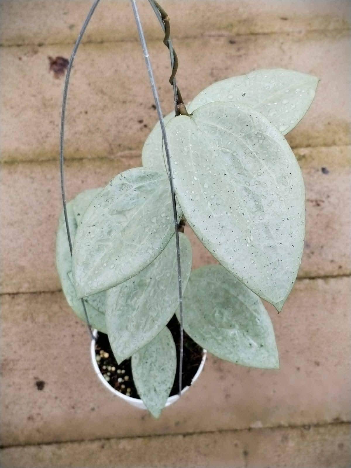 Hoya glabra - Etsy 日本