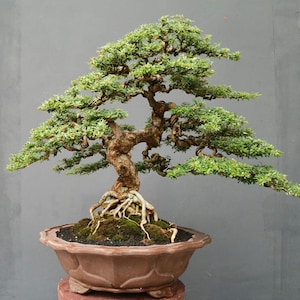 May include: A bonsai tree with a thick, textured, gnarled brown trunk and exposed roots resting in dark soil. The tree features multiple horizontal layers of dense, small green leaves and thin, winding branches, all contained in a brown pot.