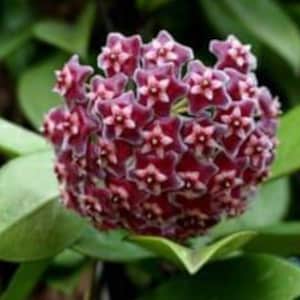 Peut inclure: Gros plan sur une grappe de fleurs de Hoya, avec de petites fleurs en forme d'étoile dans des tons de rouge foncé et de rose. La fleur est entourée de grandes feuilles vertes et cireuses. Fond vert flou.