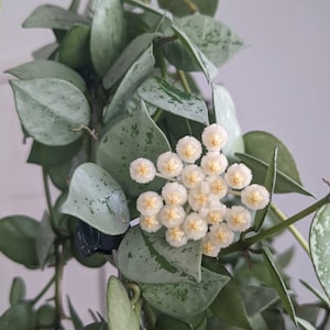 以下が含まれることがあります： 緑と銀色の斑点のある葉を持つホヤ植物のクローズアップ。 黄色の中心を持つ小さな白い星型の花のクラスターが咲いています。 植物は鉢植えで、葉と花に焦点を当てています。