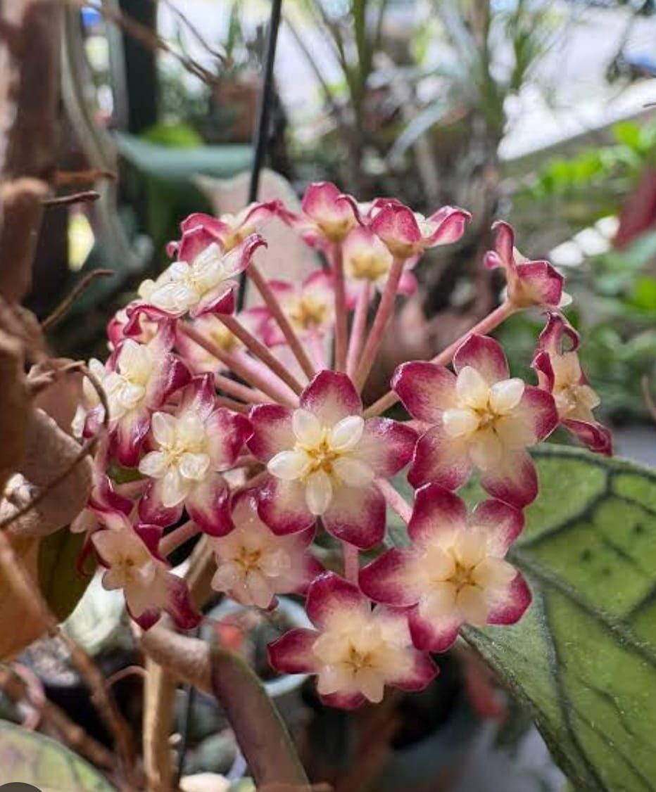 Hoya gunung gading - Etsy 日本