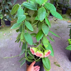 May include: A potted Hoya plant with bright green leaves and delicate pink and green flowers. The plant is in a black pot and is being held by a hand. The plant has long, trailing vines.