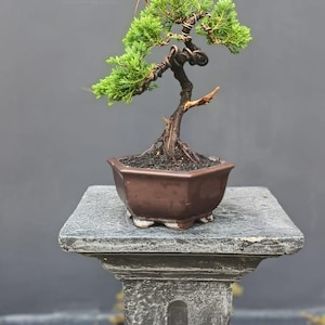 Juniperus Chinensis Bonsaiträd {014} Tropisk växt, Nebari-rotstil