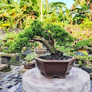 Op de afbeelding: Een groene bonsai boom met een gebogen stam en draadsteunen staat in een bruine zeshoekige pot. De bonsai staat op een ronde, grijze stenen sokkel. Andere bonsai bomen en weelderig groen gebladerte zijn op de achtergrond.