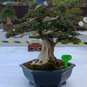 Może przedstawiać: Drzewko bonsai z grubym, jasnym, teksturowanym pniem i gęstym, ciemnozielonym listowiem. Drzewo jest posadzone w czarnej, sześciokątnej ceramicznej doniczce wypełnionej ciemną ziemią i mchem. W ziemię wbita jest mała zielona etykieta z napisem J57.