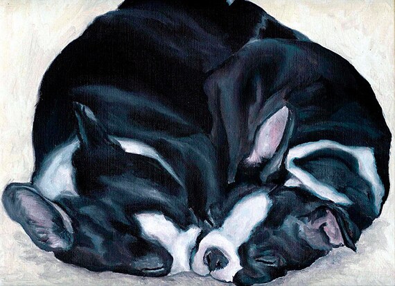 Sleeping Boston Terrier Puppies Signed Dog Art PRINT of Original Oil Painting Artwork by Vern 8x10 11x14 13x19