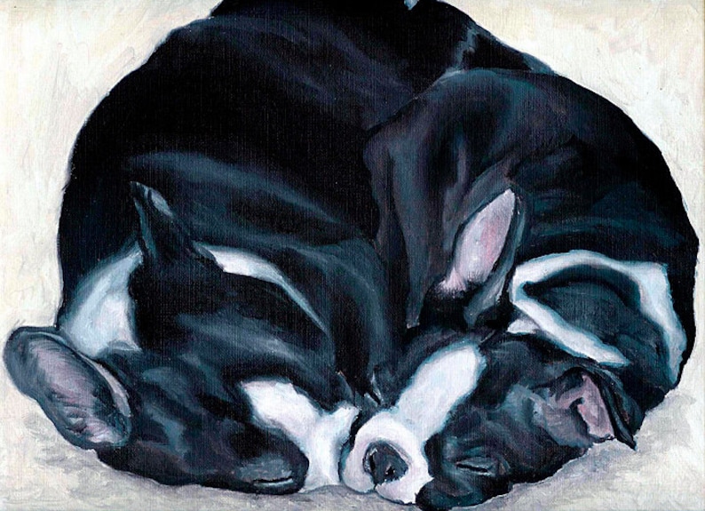 May include: A black and white Boston Terrier dog curled up sleeping. The dog is lying on its side with its head resting on its paws. The dog's fur is soft and fluffy.