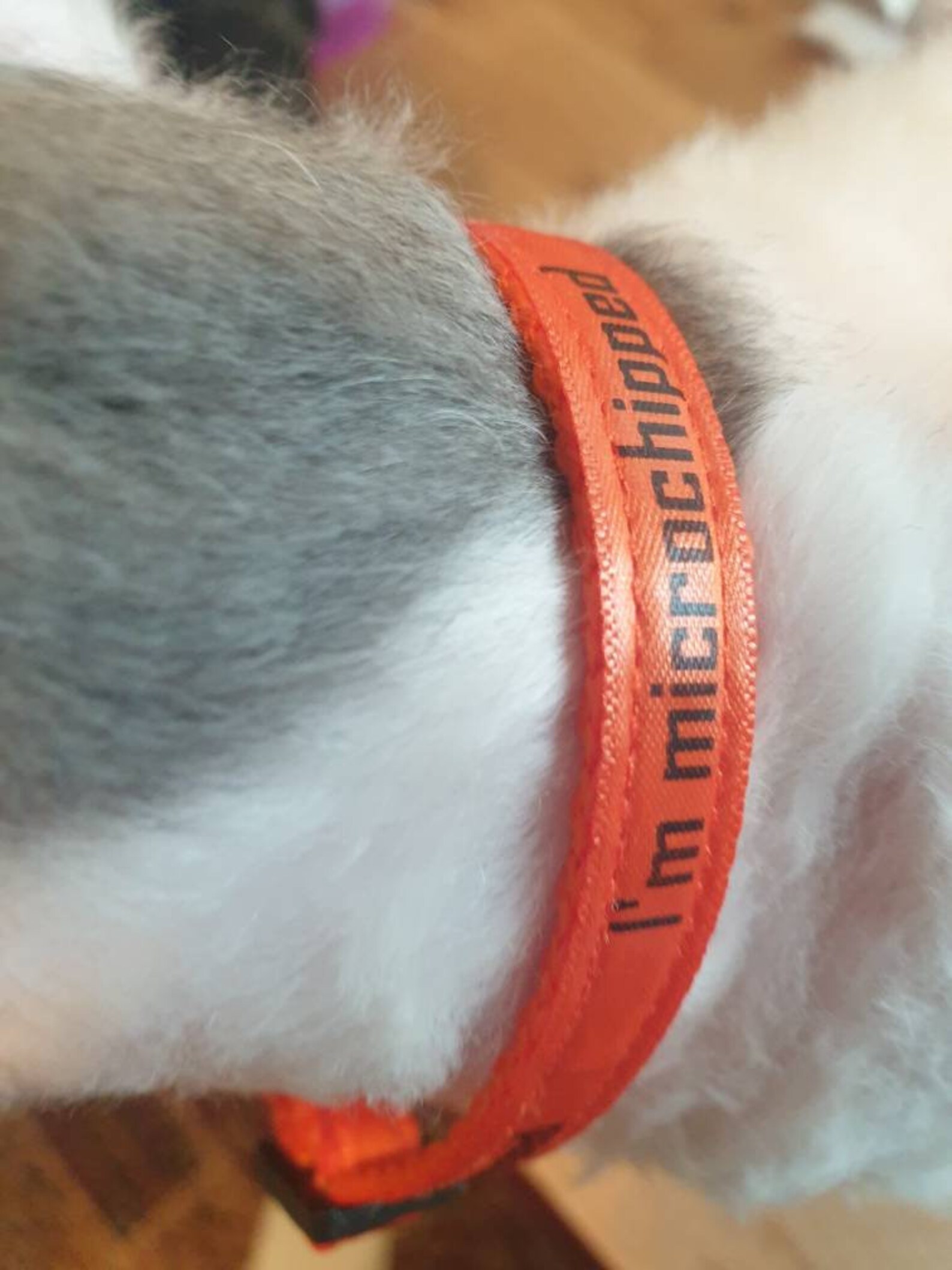 I'm microchipped kitten cat collar with safety release Etsy