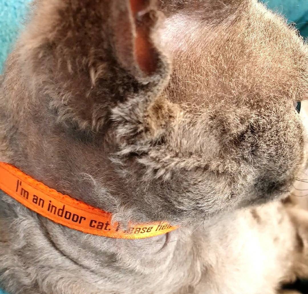 Collar For Indoor Cat