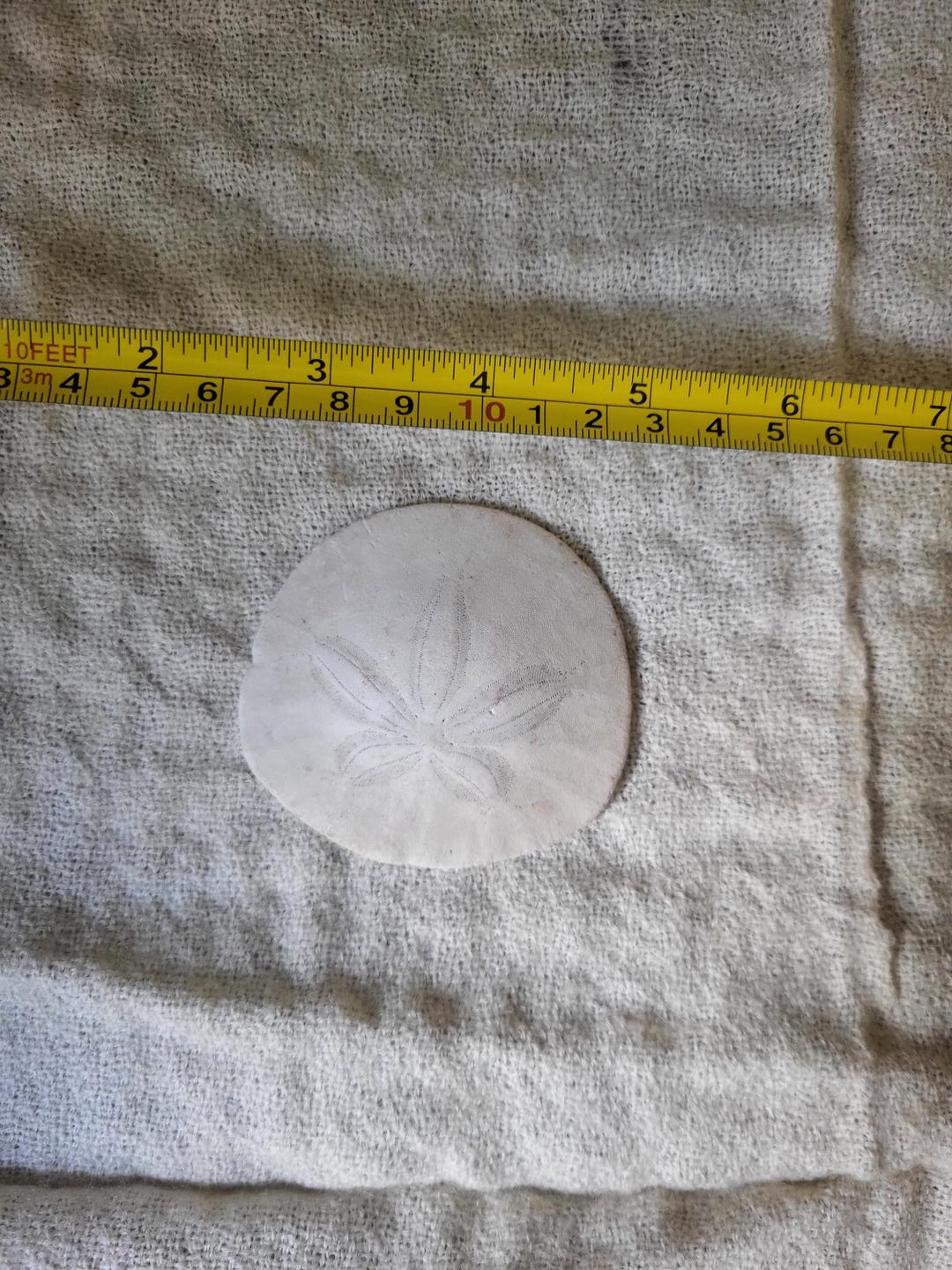 Whole and Intact Sand Dollar Picked up West Coast US in 1970's - Etsy