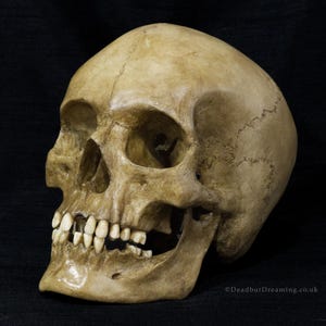 May include: A detailed, life-sized human skull replica with a weathered, bone-colored finish. The skull features visible sutures, eye sockets, nasal cavity, and a full set of teeth. The jaw is slightly open, and the overall appearance suggests an aged or antique aesthetic.