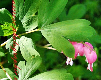 Queen of Hearts - Fine Art Landscape Photography - Pink Bleeding Hearts - Colorado - Color - 8 1/2" x 11' Print