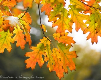 Oak Leaf Cluster - Fine Art Landscape Photography - Sunlit Autumn Oak Leaves - Colorado -  Color - 8 1/2" x 11' Print