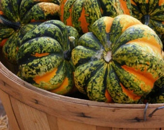 Out of Your Gourd- Fine Art Landscape Photography - Harvest Basket of Colorful Gourds - Color - 8 1/2" x 11' Print