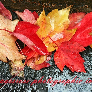 Slippery When Wet Fine Art Landscape Photography Rain Soaked Autumn Leaves Color 8 1/2 x 11' Print image 1