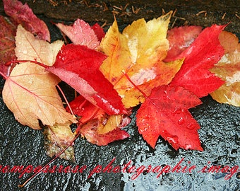 Slippery When Wet - Fine Art Landscape Photography - Rain Soaked Autumn Leaves - Color - 8 1/2" x 11' Print