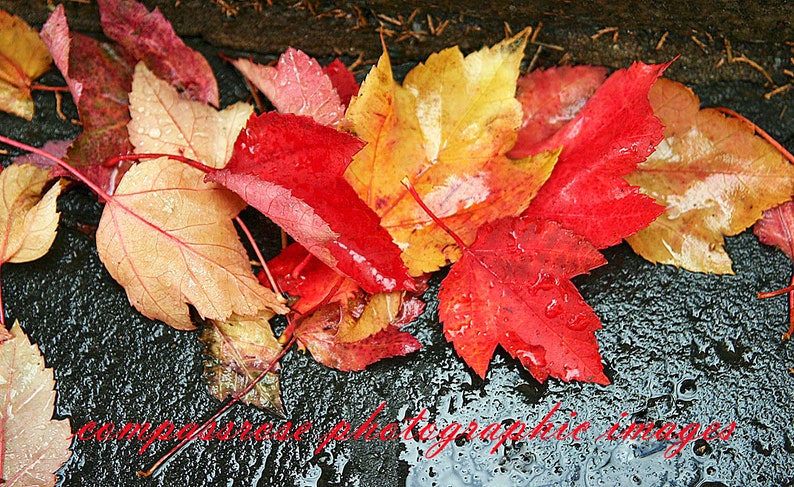 Slippery When Wet Fine Art Landscape Photography Rain Soaked Autumn Leaves Color 8 1/2 x 11' Print image 1