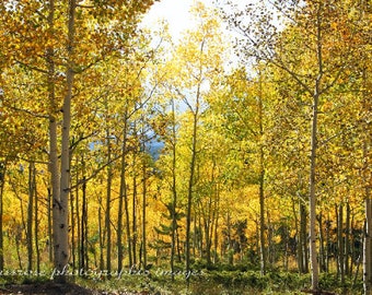 Stand Tall- Fine Art Landscape Photography - Sunlit Aspen Trees -  Color - 8 1/2" x 11' Print