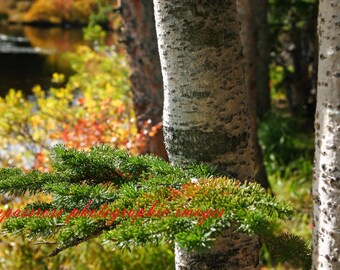 On The Side- Fine Art Landscape Photography - Mountain Lake Side Pines  - Colorado Rockies-  Color - 8 1/2" x 11' Print