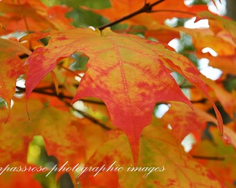 Burnt Maple - Fine Art Landscape Photography - Autumn Maple Leaves - Color - 8 1/2" x 11' Print