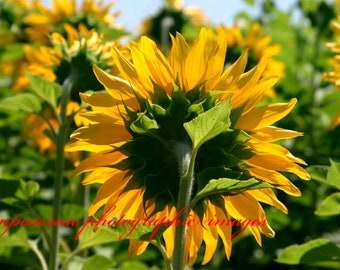 Non-Sequitur - Fine Art Landscape Photography - Field Sunflower -  Color - 8 1/2" x 11' Print