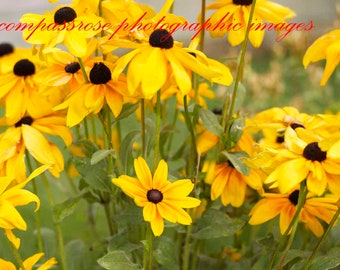 Black-Eye Susan Day - Fine Art Landscape Photography - Wild Black-Eyed Susans - Colorado - Color - 8 1/2" x 11' Print