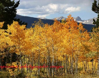 Gold In Them Thar Hills- Fine Art Landscape Photography - Autumn Aspen Trees Rocky Mountains Colorado-  Color - 8 1/2" x 11' Print