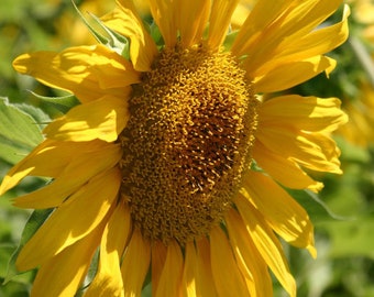 Sunny Disposition - Fine Art Landscape Photography - Field Sunflower -  Color - 8 1/2" x 11' Print