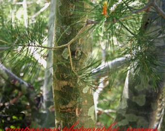 Camouflage - Fine Art Landscape Photography - Lacebark Pine - Botanical Gardens - Colorado -  Color - 8 1/2" x 11' Print