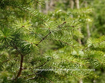 Giuthas- Fine Art Landscape Photography - Sunlit Mountain Pines  - Colorado Rockies-  Color - 8 1/2" x 11' Print