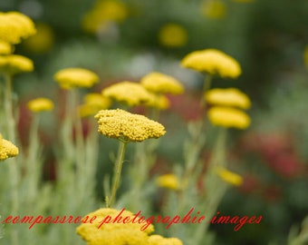 Braes of Yarrow - Fine Art Landscape Photography - Wild Yellow Yarrow - Colorado - Color - 8 1/2" x 11' Print