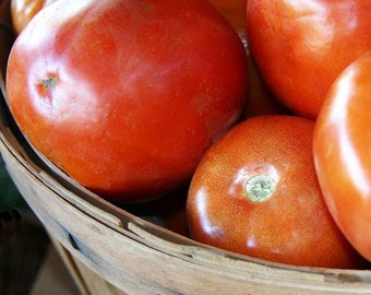 A Cute Tomato - Fine Art Landscape Photography - Farmer's Market Produce - Color - 8 1/2" x 11' Print