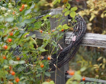 On The Fence- Fine Art Landscape Photography - Wild Rose Rosehips on Old Wood Fence-  Color - 8 1/2" x 11' Print