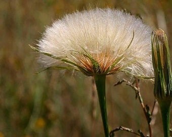 Full Blown - Fine Art Landscape Photography - Goat's Beard Seed Head Wildflower in Sunlight - Colorado -  Color - 8 1/2" x 11' Print