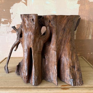 Large Cypress Tree Root Trunk / Estate Find from 1970’s / Completely Dry and Stable with Satin Laquer Finish   Beautiful Amber Finish