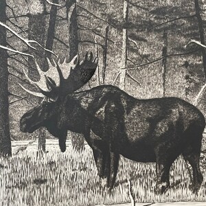 May include: A black and white illustration of a moose standing in a forest. The moose has large antlers and is facing to the left. The forest is made up of tall trees with branches and leaves.