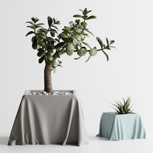 Op de afbeelding: Twee potplanten op een witte achtergrond. De grotere plant is een jadeplant met donkergroene bladeren en een bruine stam, in een vierkante pot bedekt met een grijze doek. Een kleinere vetplant staat in een blauwe pot.