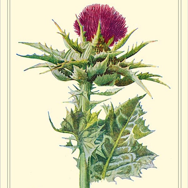 Milk Thistle - Etsy